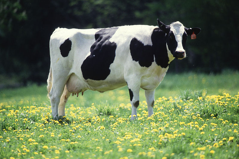 Cow. Public domain image.