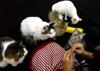 How many cats is too many?