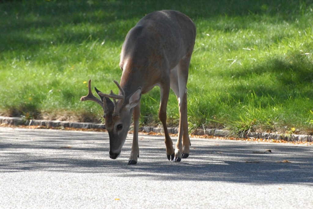 deer in southampton