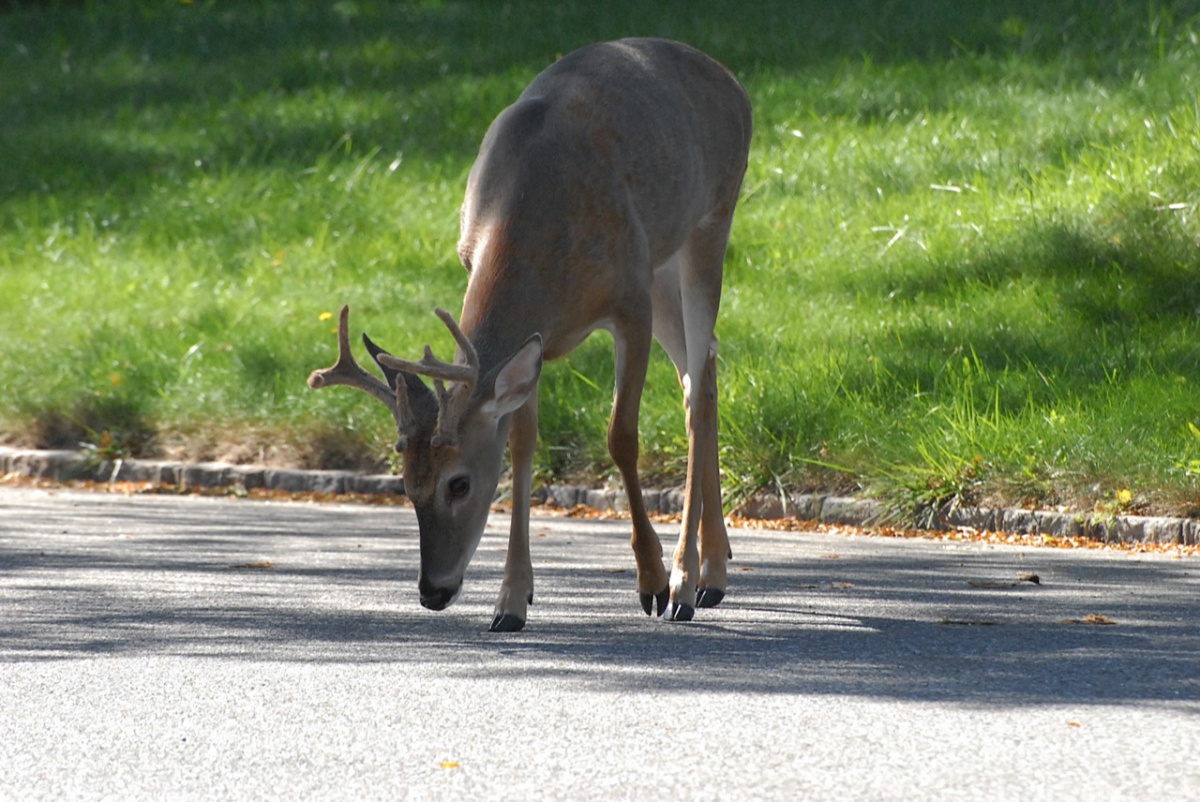 deer in southampton