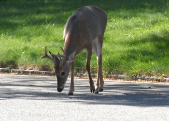 deer in southampton