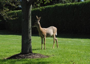 deer