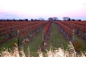 The vines at Wolffer Estate Winevard, December 15.