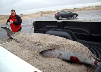 Strand technician James Sullivan prepared to bring the juvenile True's beaked whale back to the Riverhead Foundation's facility.