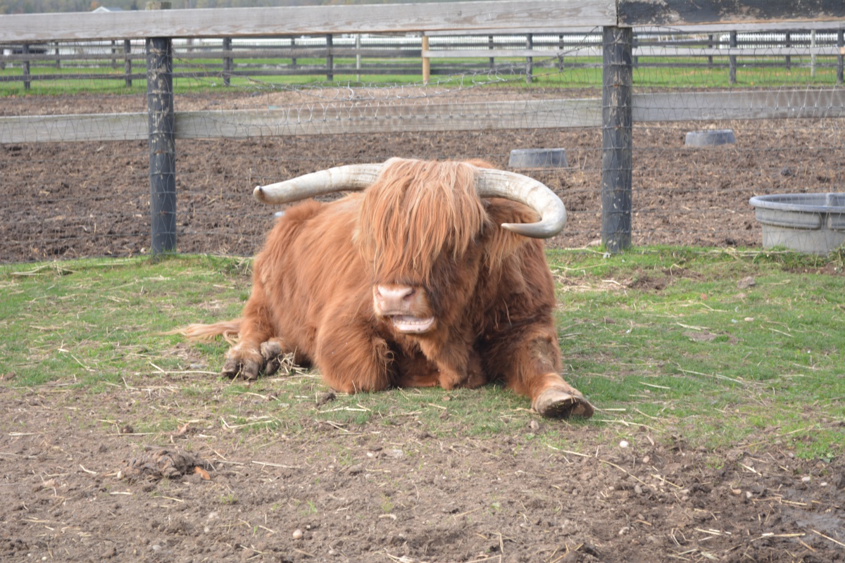 Highland cattle at Martha Clara Vineyard in Riverhead during Taste North Fork weekend.