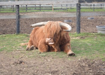 Highland cattle at Martha Clara Vineyard in Riverhead during Taste North Fork weekend.