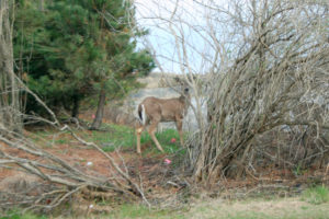 Deer on Dune Road in East Quogue.