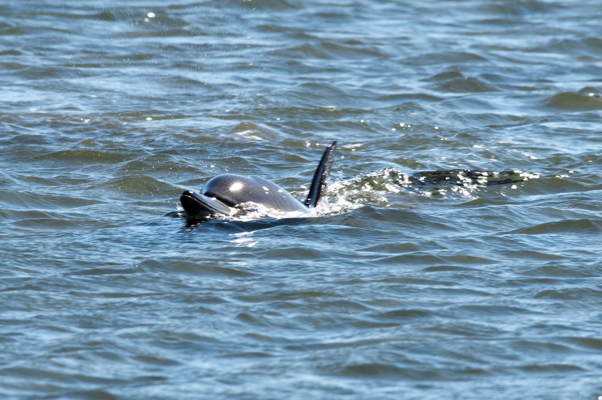 A dolphin swims Friday in Sag Harbor Cove.