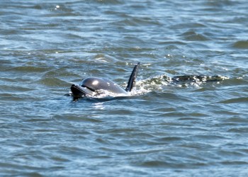 A dolphin swims Friday in Sag Harbor Cove.