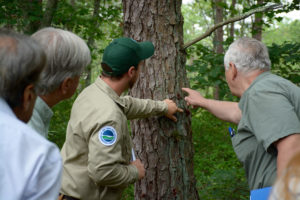 Regional forester for the New York State Department of Environmental Conservation John Wernet and New York State Assemblyman Steve Englebright point out Southern Pine Beetle infestation in a pitch pine.
