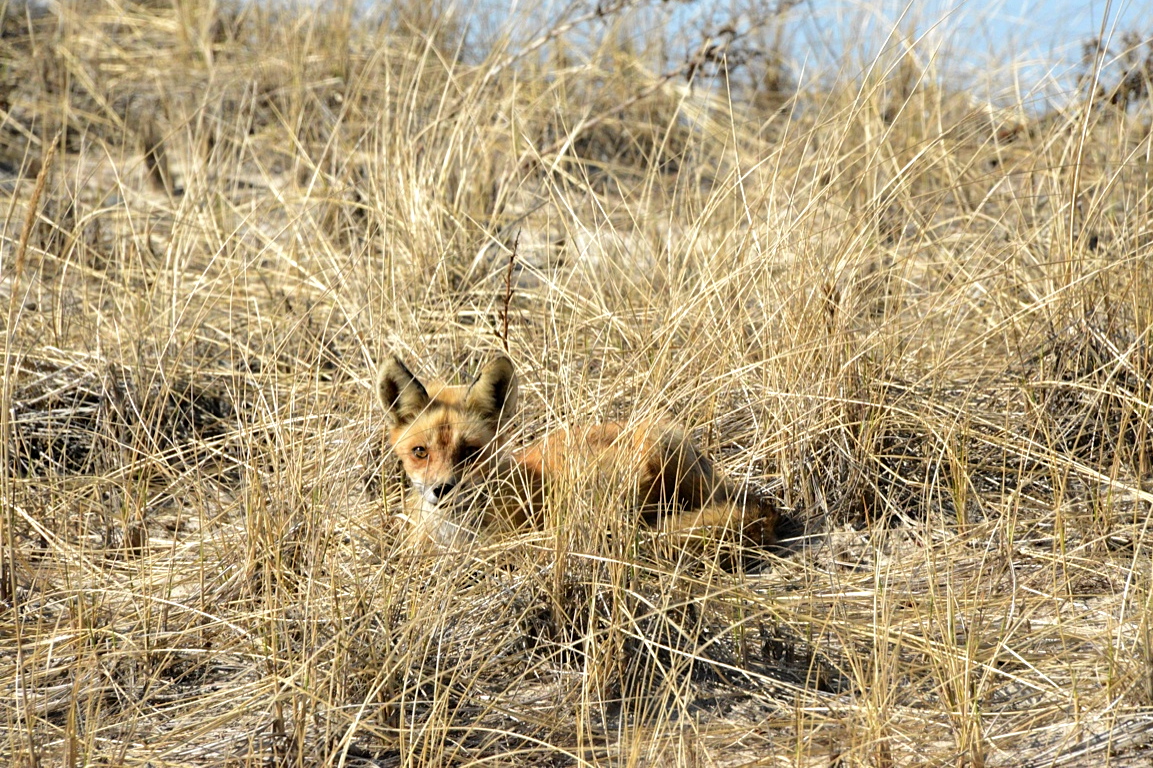 A fox at Shinnecock East County Park on April 1.