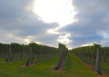 Wölffer Estate Vineyard, Sagaponack.