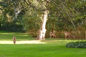 Deer grazing in East Hampton.