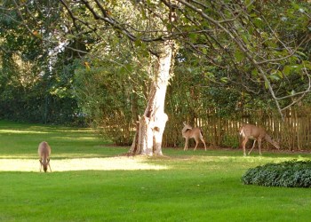 Deer grazing in East Hampton.