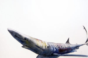 Blue Shark by Dalton Portella
