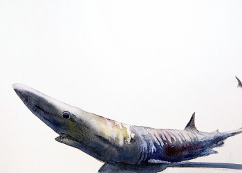 Blue Shark by Dalton Portella