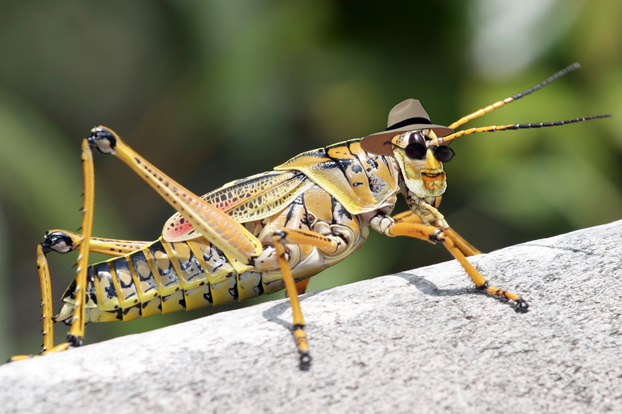 Dan Rattiner Reincarnation Grasshopper