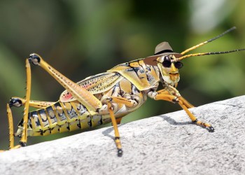 Dan Rattiner Reincarnation Grasshopper