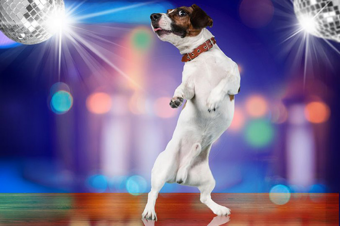 Dancing dog