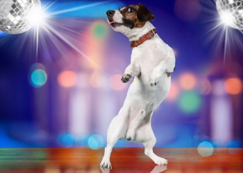 Dancing dog