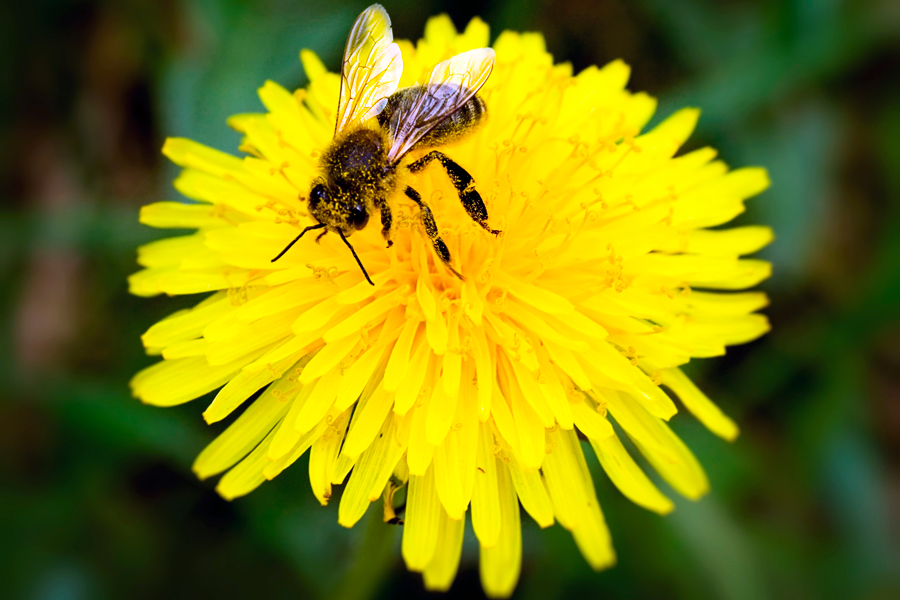 Dandelions are abuzz!