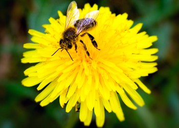 Dandelions are abuzz!