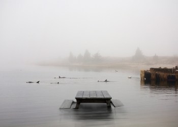 Day of the Dolphins by Dalton Portella