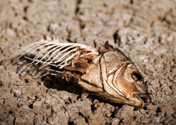 Lester Miller's dead fish