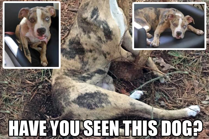 Have you seen this dog? Suffolk SPCA is offering $21,500 to bring her killer to justice