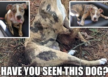 Have you seen this dog? Suffolk SPCA is offering $21,500 to bring her killer to justice