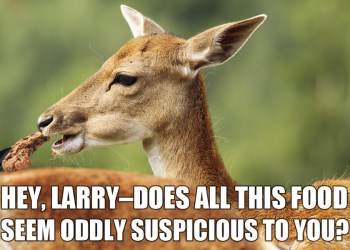 Deer populations could be controlled by feeding them