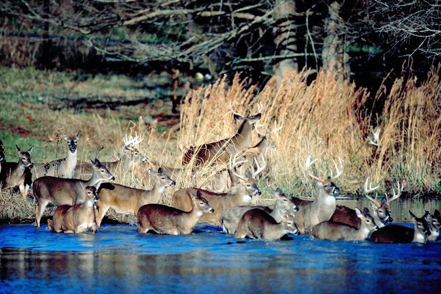 The great Shelter Island deer migration