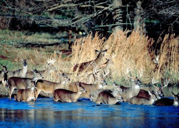The great Shelter Island deer migration