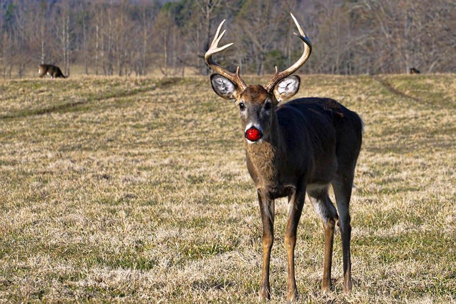 A red nose will solve the Hamptons deer problems