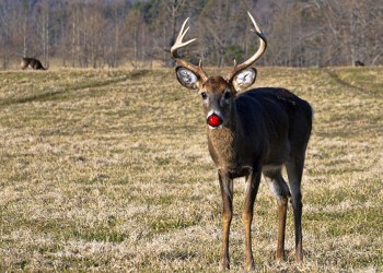 A red nose will solve the Hamptons deer problems