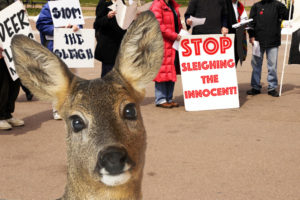 Protestors are fighting deer sleighing in the Hamptons