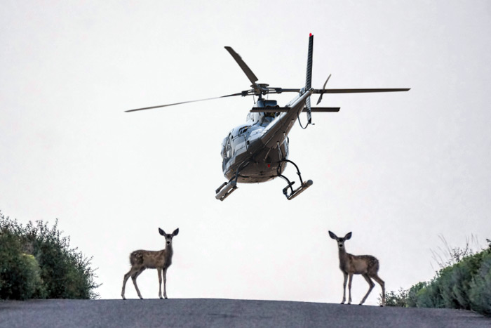 Helicopters are affecting deer hearing