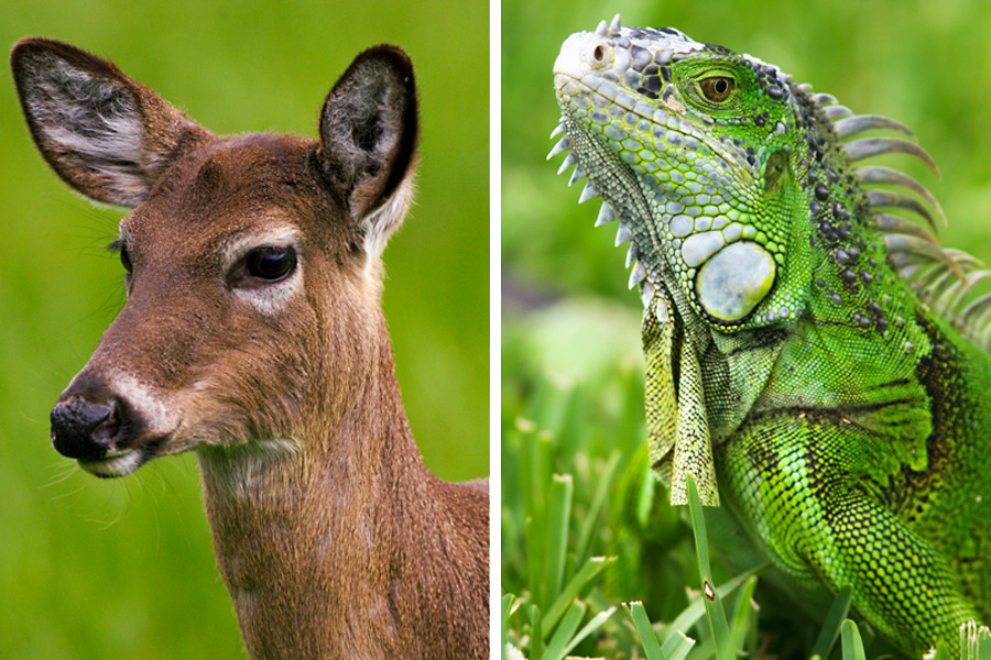 Deer vs. iguana? We'll take the deer, please