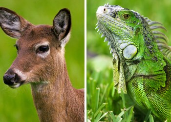 Deer vs. iguana? We'll take the deer, please