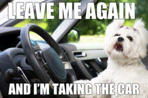 Dog in Hot Car