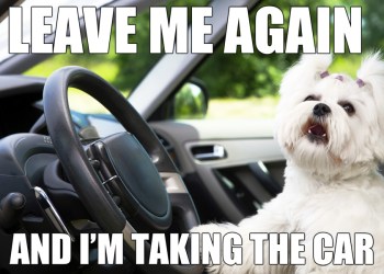 Dog in Hot Car