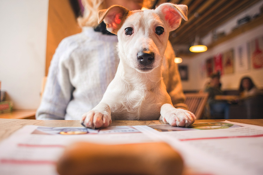 Dog in cafe