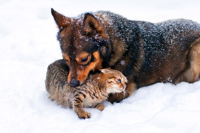 Keep your dogs and cats safe and warm this winter