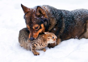 Keep your dogs and cats safe and warm this winter