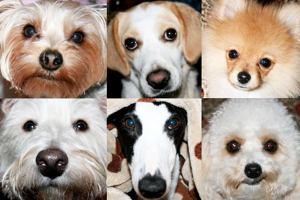 Dog Collage