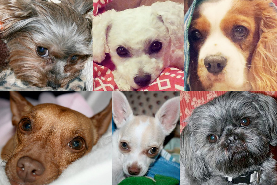 Dog photo collage