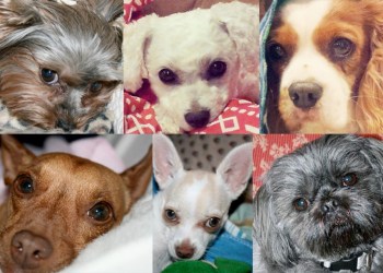 Dog Collage Bideawee