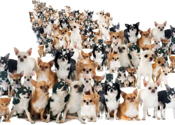 A stray dog, her mate and their offspring could produce 66K dogs in 6 years