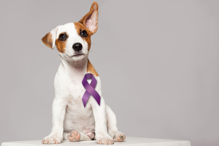 Local Advocates Oppose Yulin Dog Meat Festival – Dan's Papers Local Advocates Oppose Yulin Dog Meat Festival – Dan's Papers