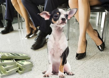 A small dog gambling ring was busted this week